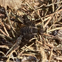 Hemipenthes morioides