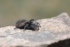 Phidippus johnsoni