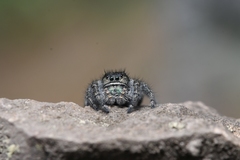 Phidippus johnsoni