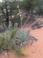 Yucca angustissima kanabensis