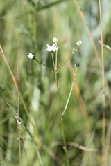 Alepidea delicatula