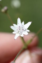 Alepidea delicatula