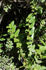 Griselinia scandens