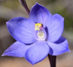 Thelymitra incurva