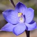 Thelymitra incurva - Photo (c) Mike and Cathy Beamish, some rights reserved (CC BY-NC)