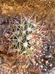Mammillaria petrophila
