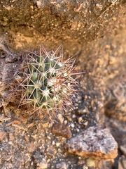 Mammillaria petrophila