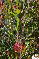 Prasophyllum brevilabre