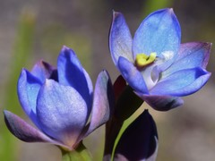 Thelymitra improcera