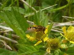 Syrphus attenuatus