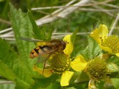 Syrphus attenuatus
