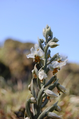 Gavilea venosa