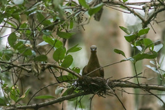 Phapitreron leucotis