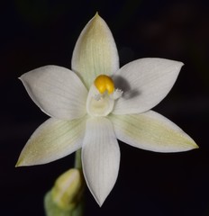 Thelymitra brevifolia