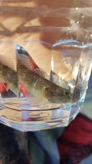 Gobiomorphus breviceps