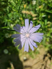 Cichorium intybus