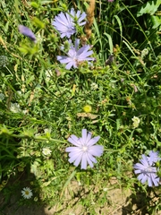Cichorium intybus