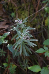 Gnaphaliothamnus salicifolius