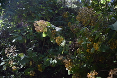 Rumfordia floribunda