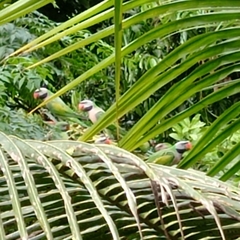 Psittacula alexandri fasciata