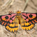 Western Sheep Moth - Photo (c) Andrew Aldrich, some rights reserved (CC BY-NC), uploaded by Andrew Aldrich