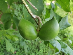 Tabernaemontana donnell-smithii