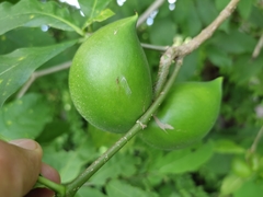 Tabernaemontana donnell-smithii