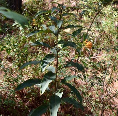 Cestrum thyrsoideum