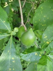 Tabernaemontana donnell-smithii