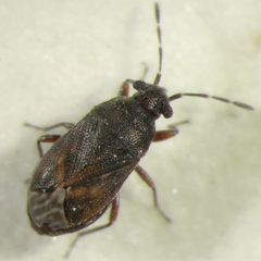 Stygnocoris fuligineus