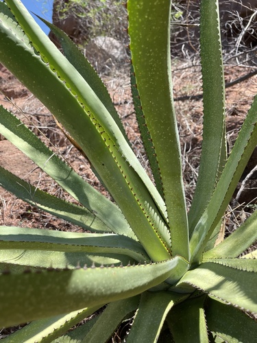 Baja California Sur Century Agave
