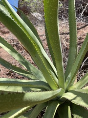 Agave aurea aurea