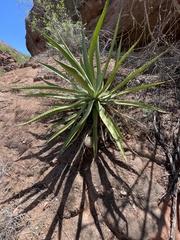 Agave aurea aurea