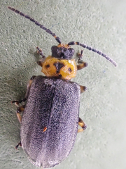Tricholochmaea punctipennis