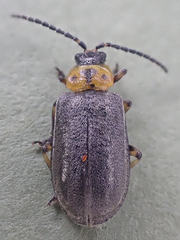 Tricholochmaea punctipennis