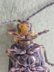Tricholochmaea punctipennis