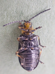 Tricholochmaea punctipennis