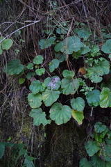 Heuchera longipetala