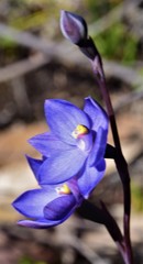 Thelymitra incurva