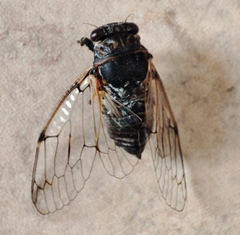 Cicadatra atra