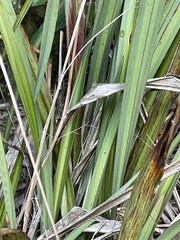 Dianella nigra