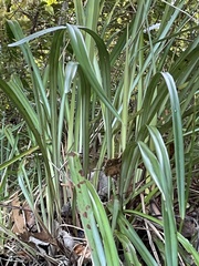 Dianella nigra