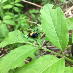 Desmocerus palliatus