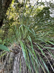 Dianella nigra