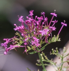 Centranthus ruber