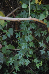 Solanum appendiculatum