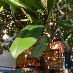 Magnolia grandiflora
