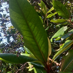 Magnolia grandiflora