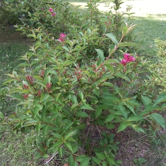 Weigela