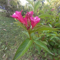 Weigela